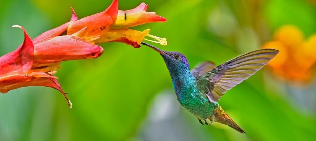 Mindo Cloud Forest Private Tour: Birds, Chocolate & Nature